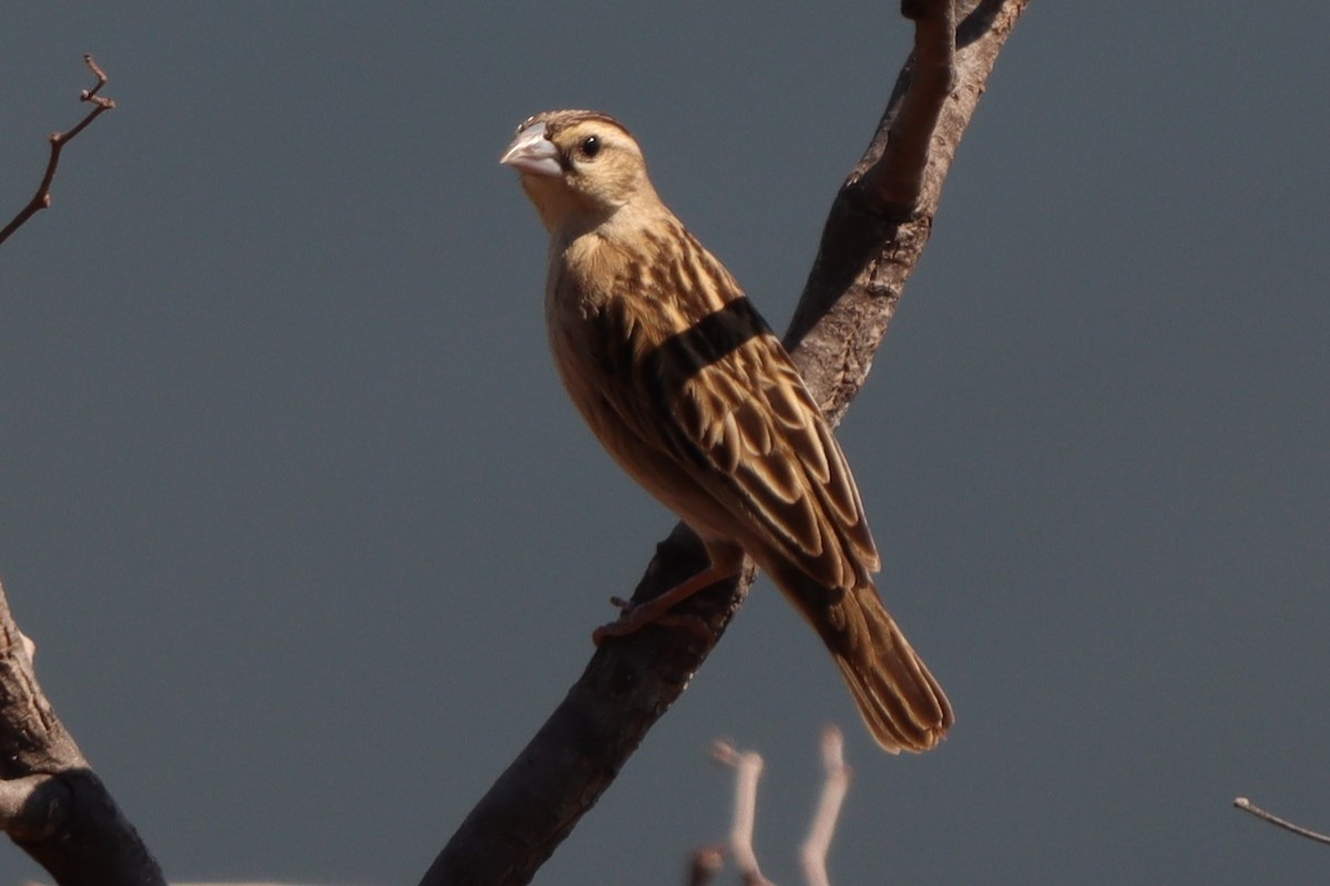 Variable Indigobird - ML623421249