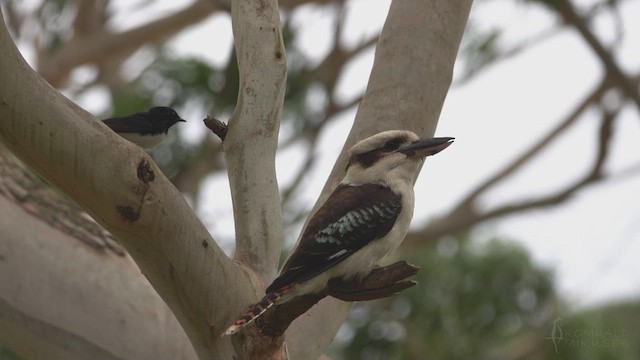 Laughing Kookaburra - ML623421264
