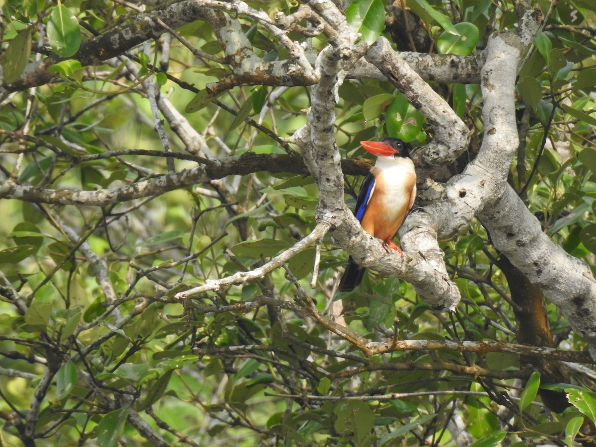 Black-capped Kingfisher - ML623421288