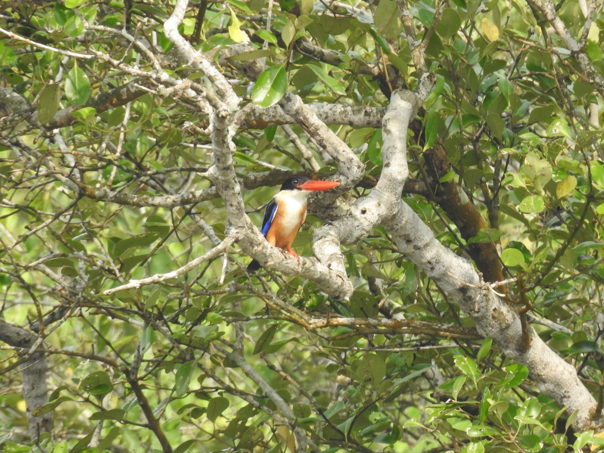 Black-capped Kingfisher - ML623421289