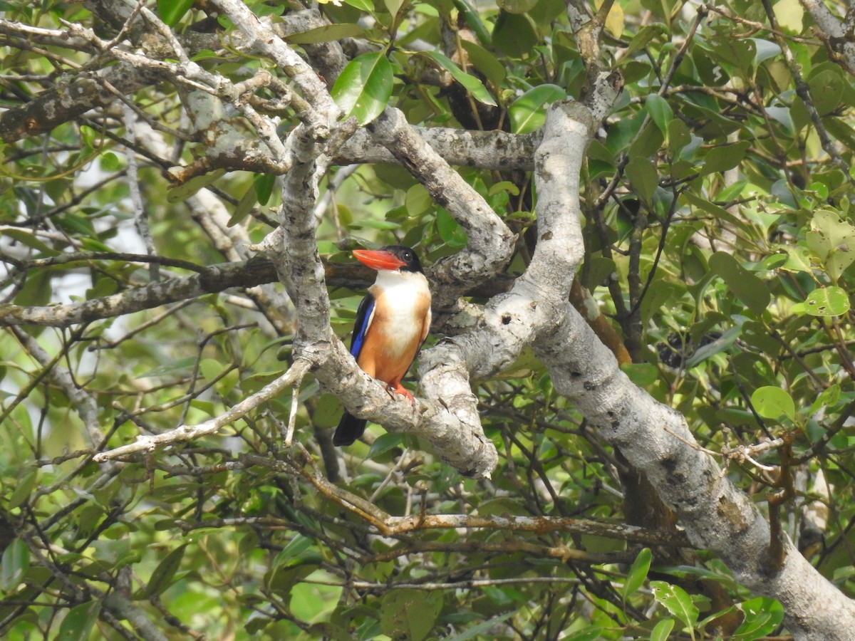 Black-capped Kingfisher - ML623421290