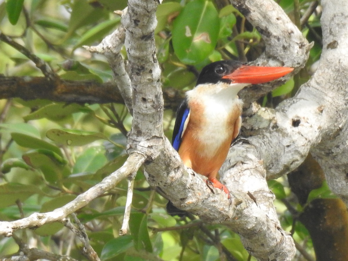 Black-capped Kingfisher - ML623421291