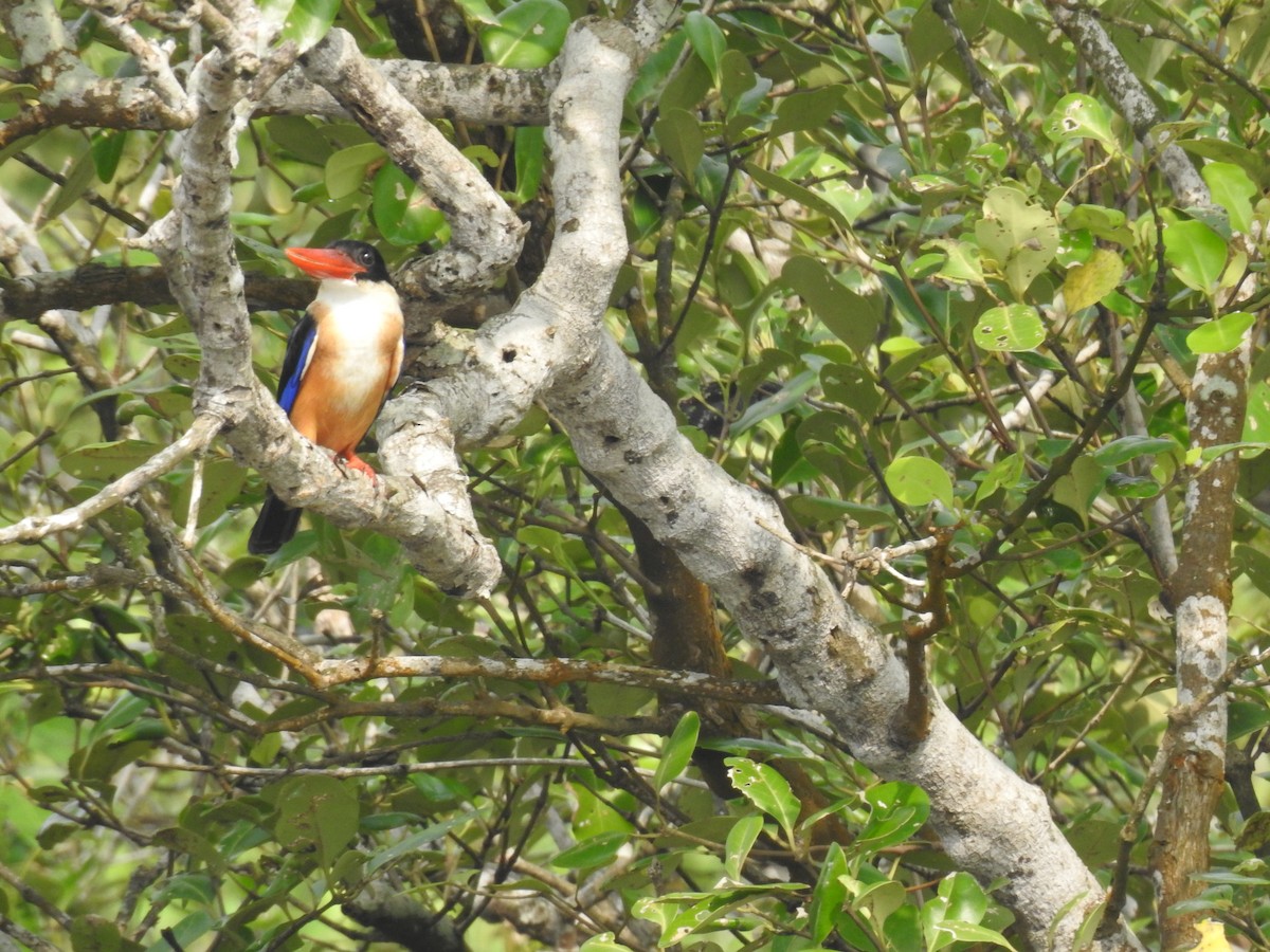 Black-capped Kingfisher - ML623421292