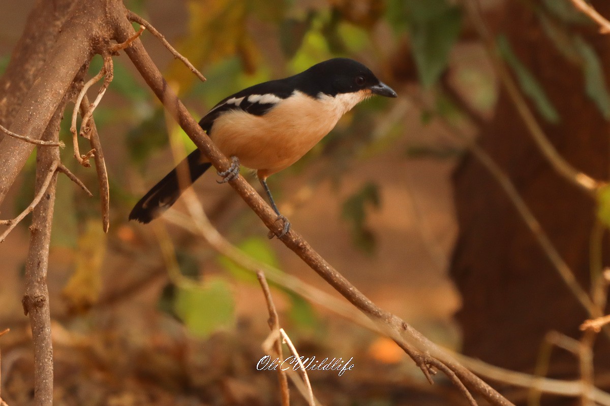 Tropical Boubou - ML623421315