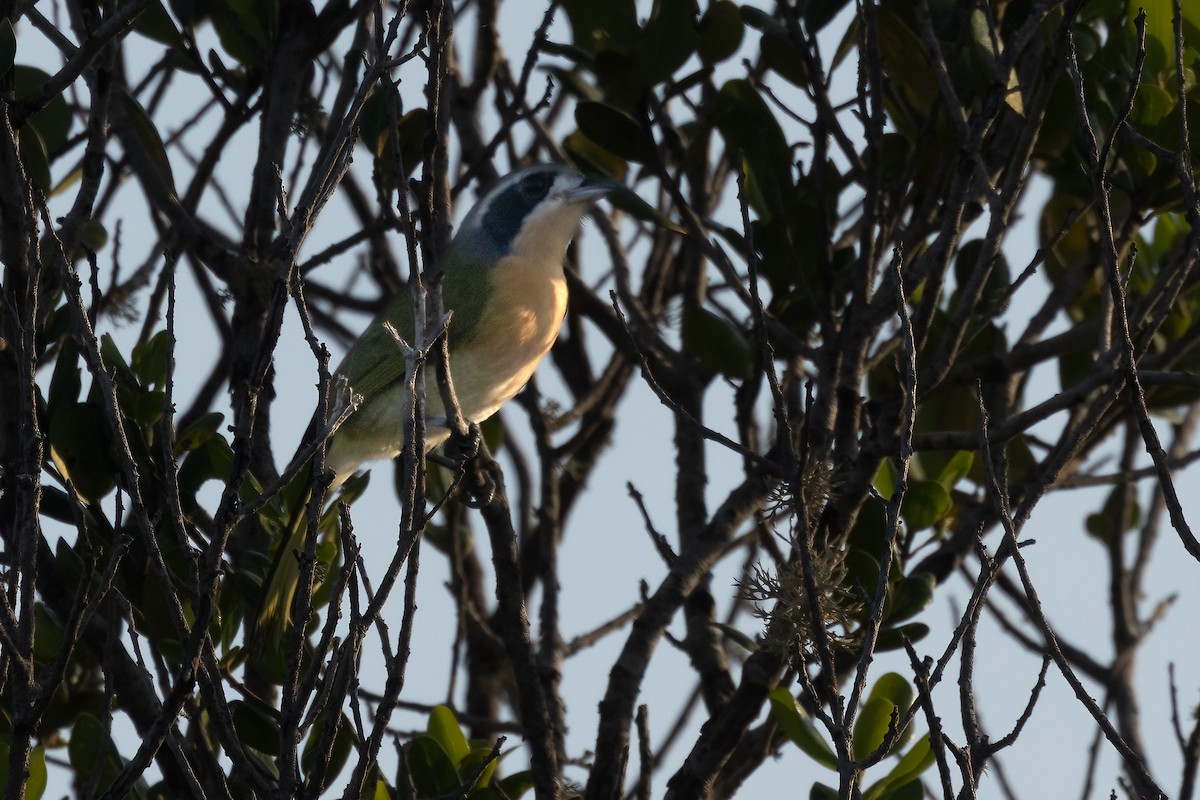 Olive Bushshrike - ML623421342