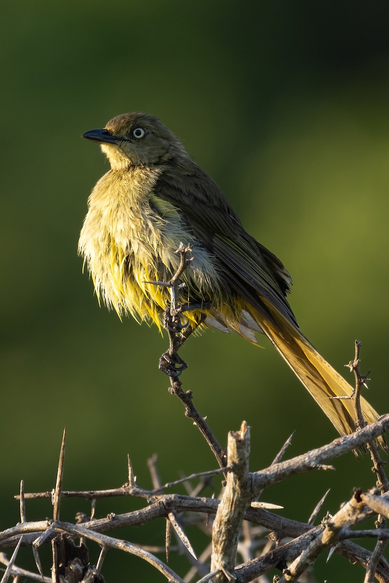 Sombre Greenbul - ML623421343