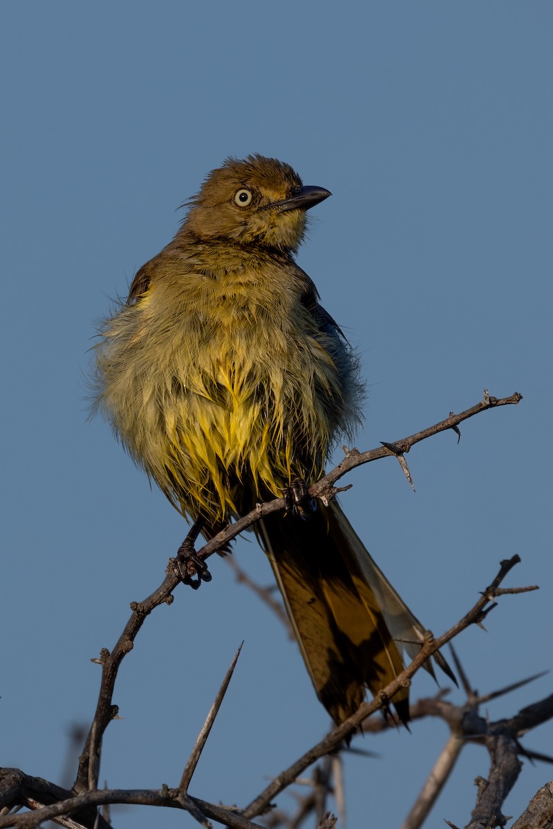 Sombre Greenbul - ML623421344