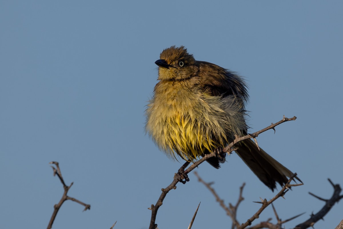 Sombre Greenbul - ML623421345