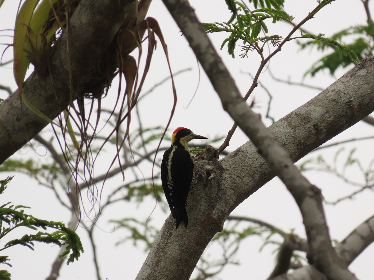 Beautiful Woodpecker - ML623421375