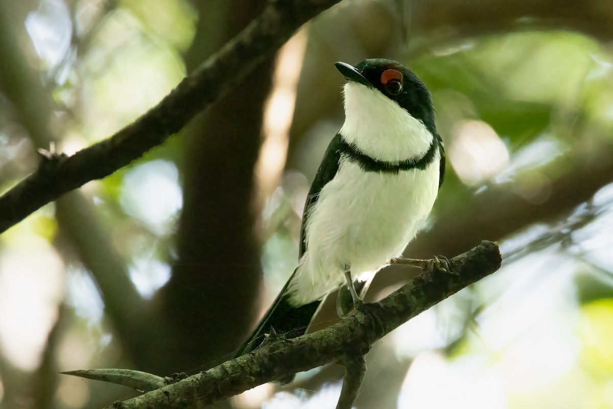 Black-throated Wattle-eye - ML623421378