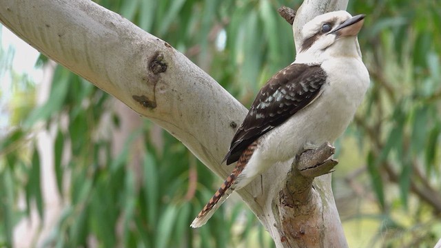 Laughing Kookaburra - ML623421383