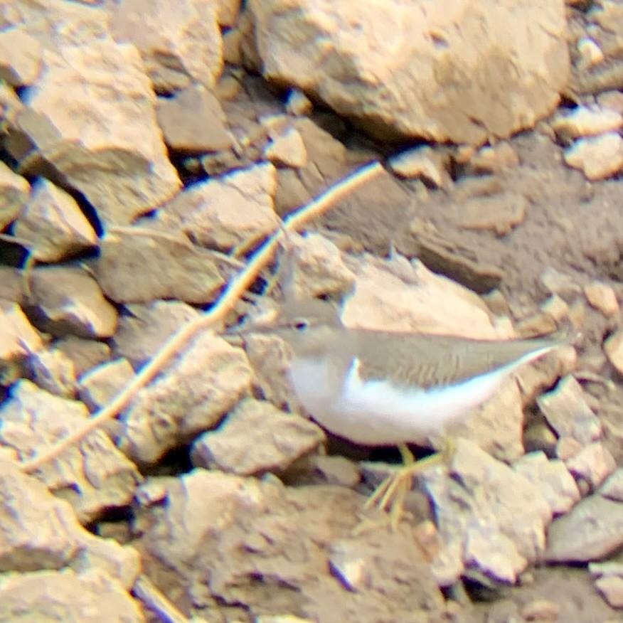 Spotted Sandpiper - ML623421386