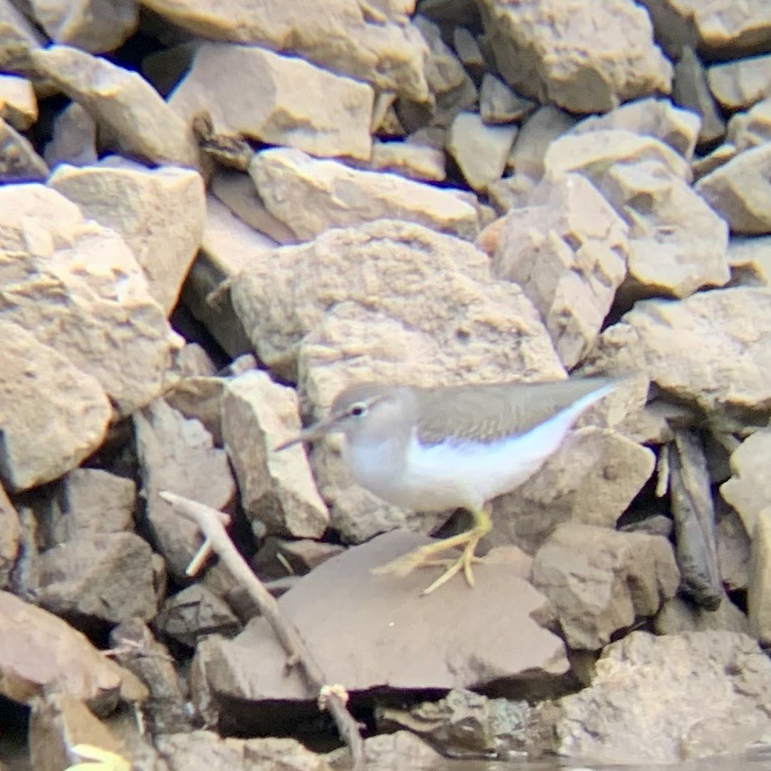 Spotted Sandpiper - ML623421388