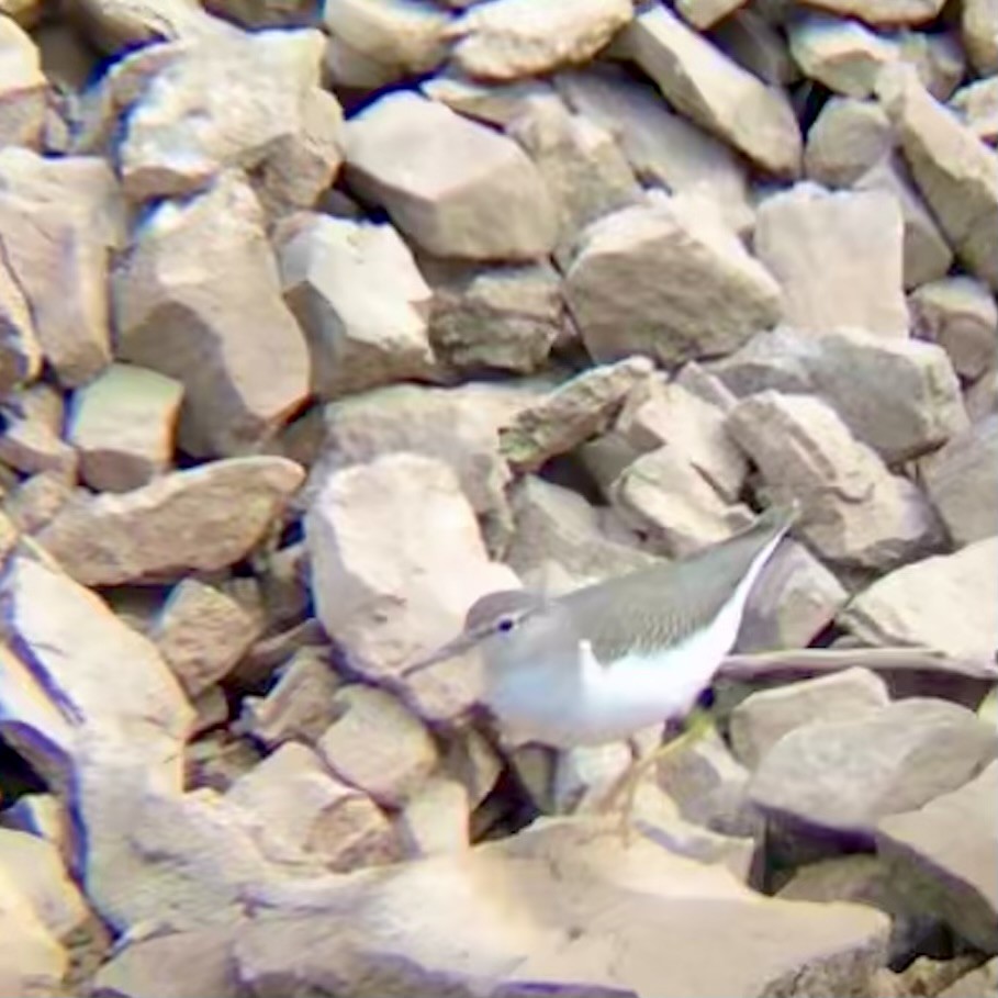 Spotted Sandpiper - ML623421389