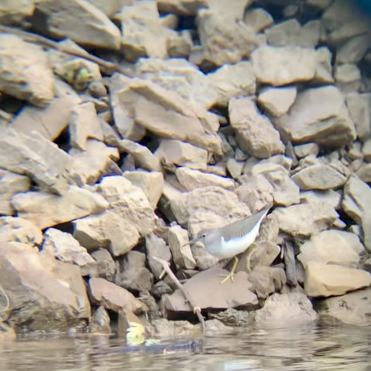 Spotted Sandpiper - ML623421390