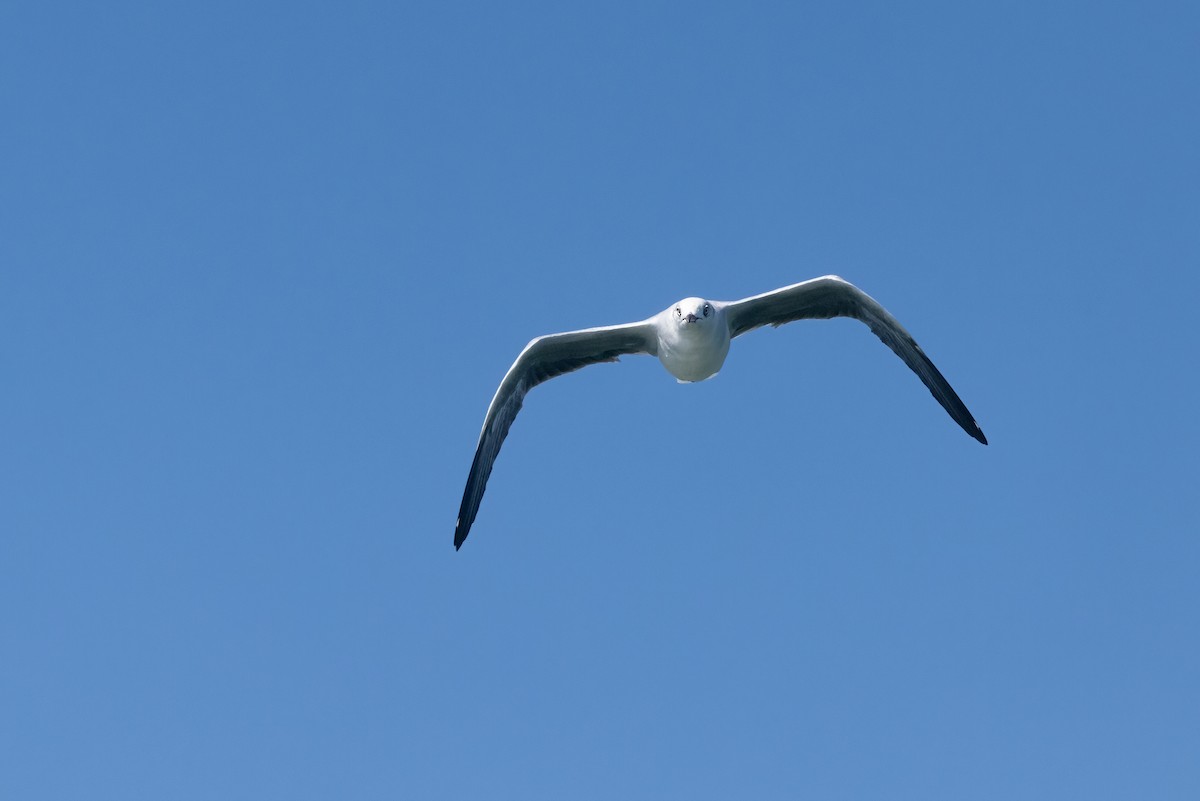 Gray-hooded Gull - Mike “Champ” Krzychylkiewicz