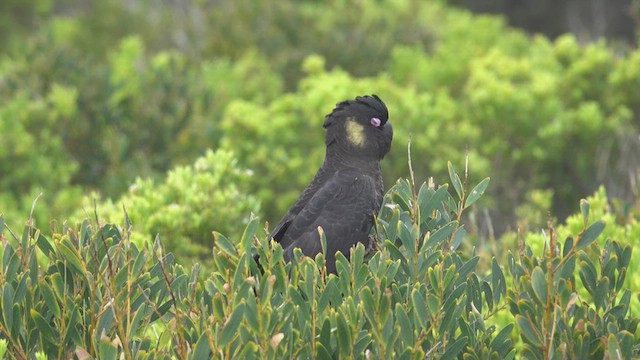 Yellow-tailed Black-Cockatoo - ML623421447