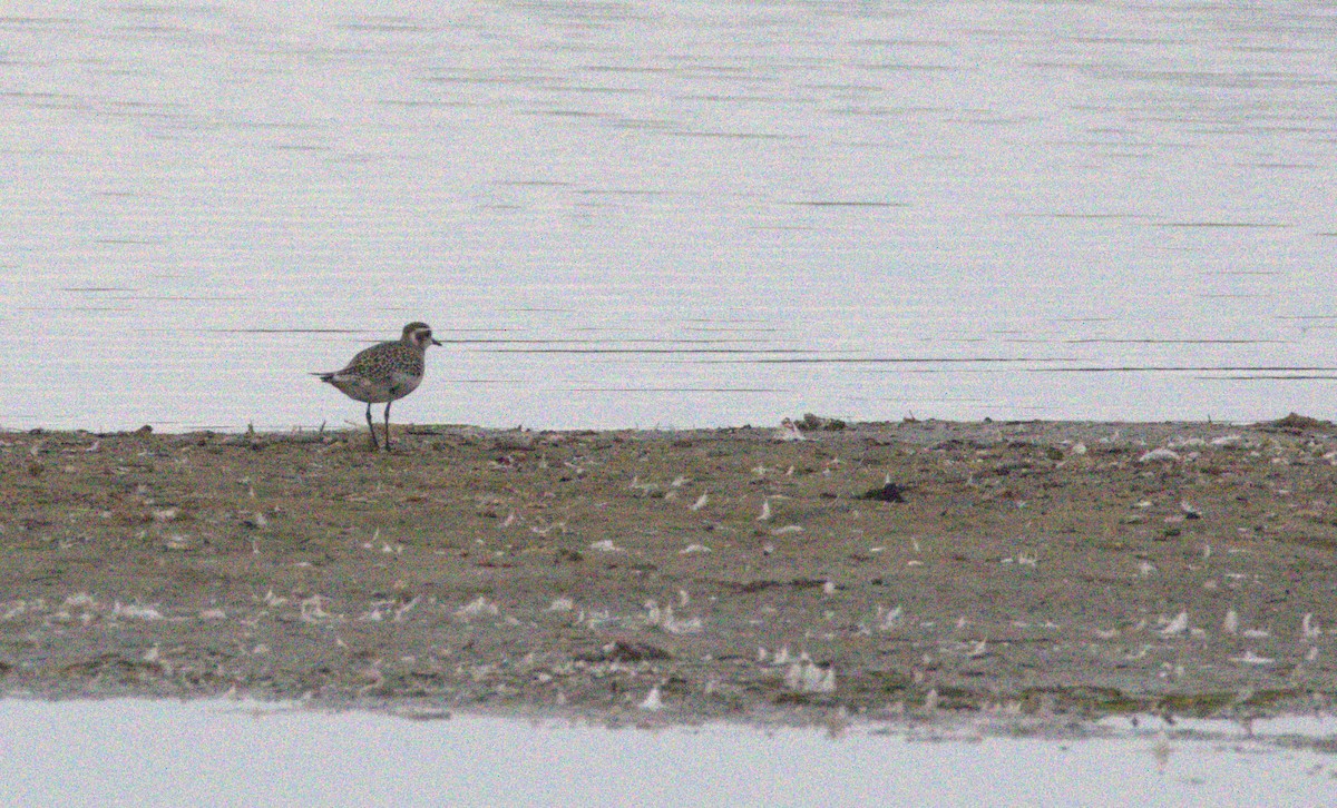 American Golden-Plover - ML623421466