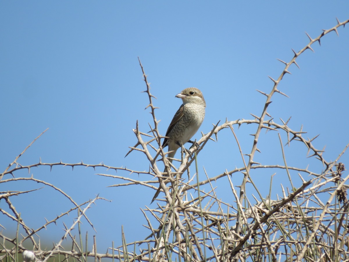 Red-backed Shrike - ML623421479