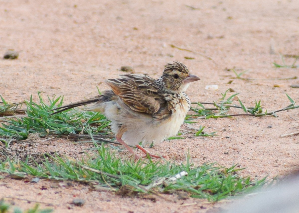 Indian Bushlark - ML623421493