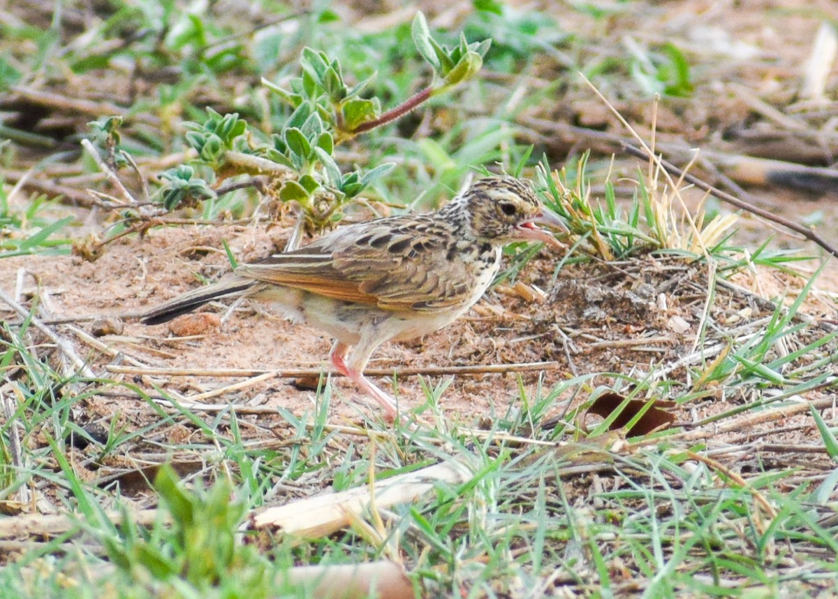Indian Bushlark - ML623421500