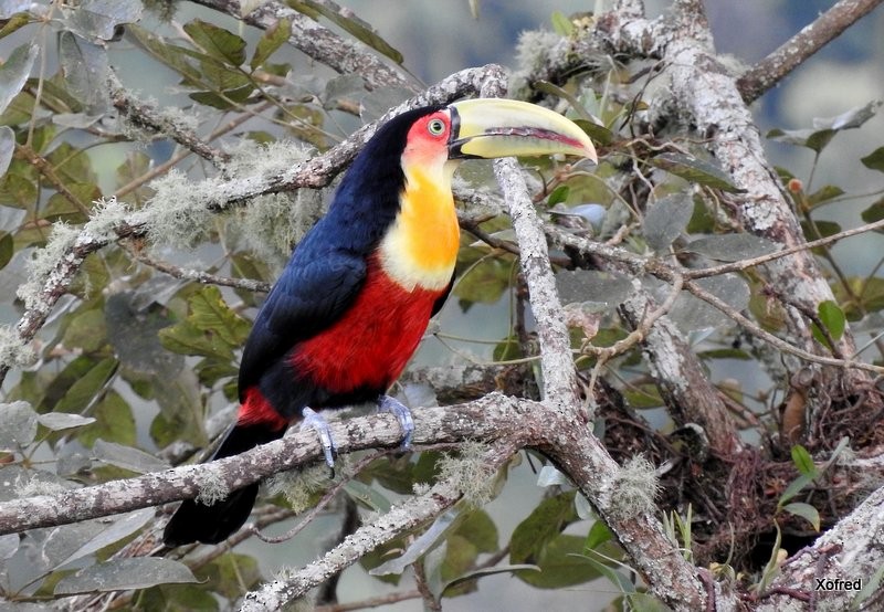 Red-breasted Toucan - ML623421514