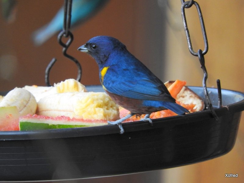 Chestnut-bellied Euphonia - ML623421553