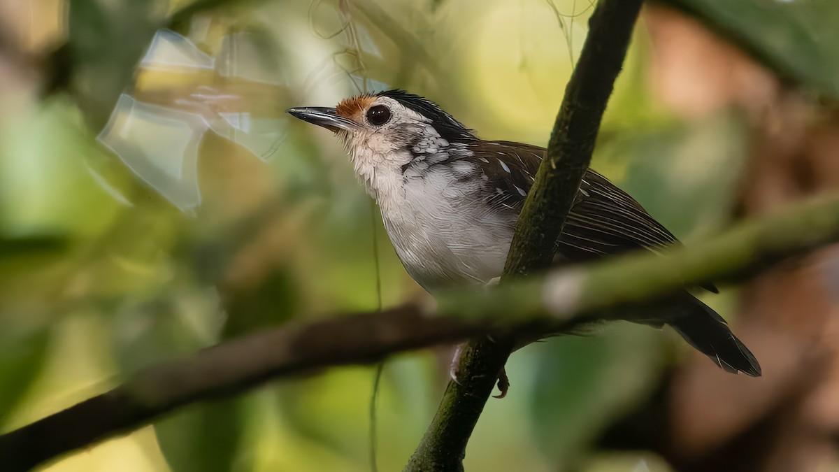 Striped Wren-Babbler - ML623421556