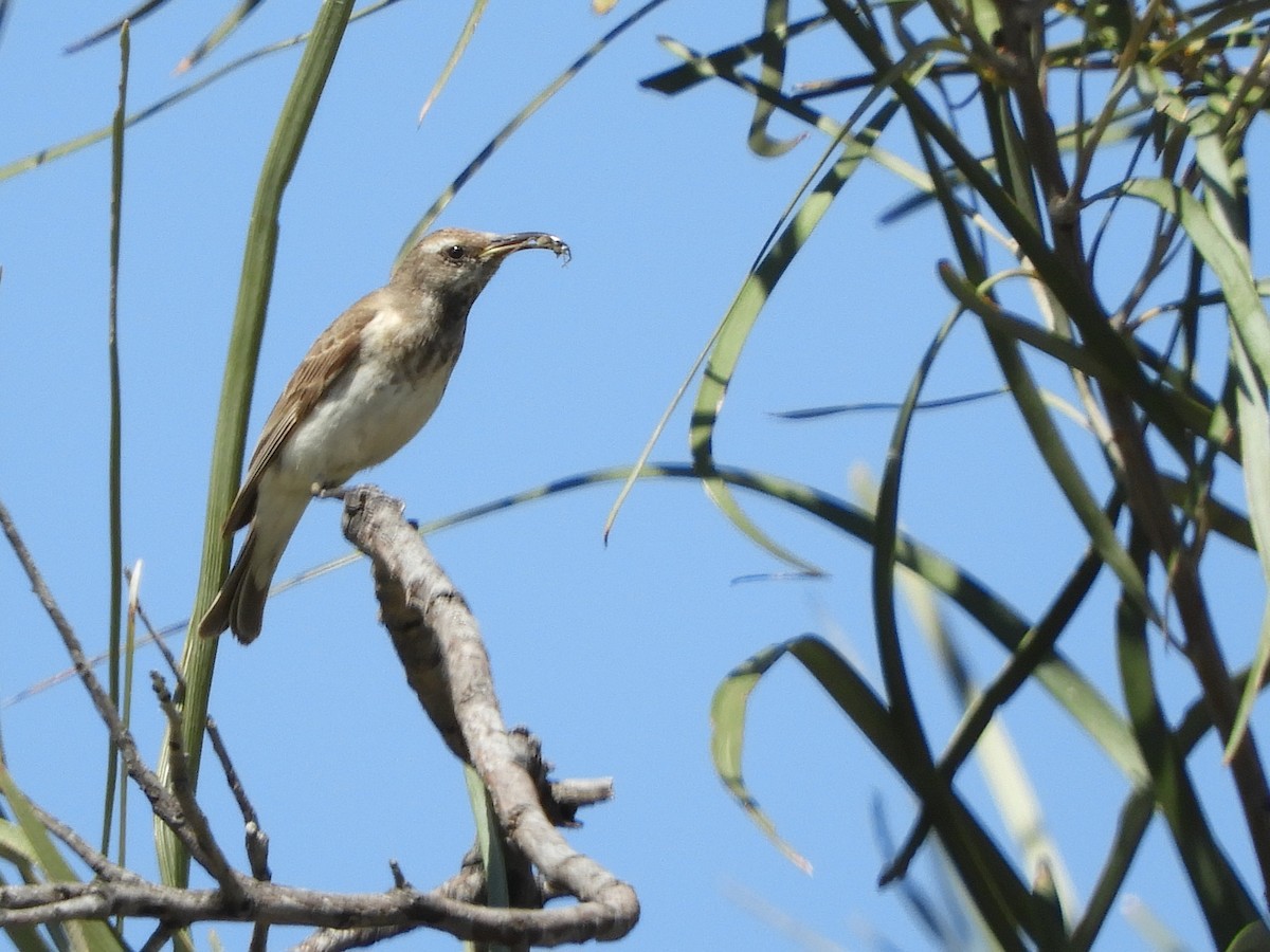 Black Honeyeater - Natalee Bozzi