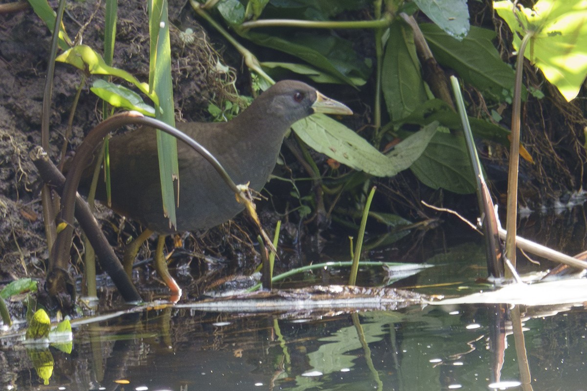 Pale-vented Bush-hen - ML623421596