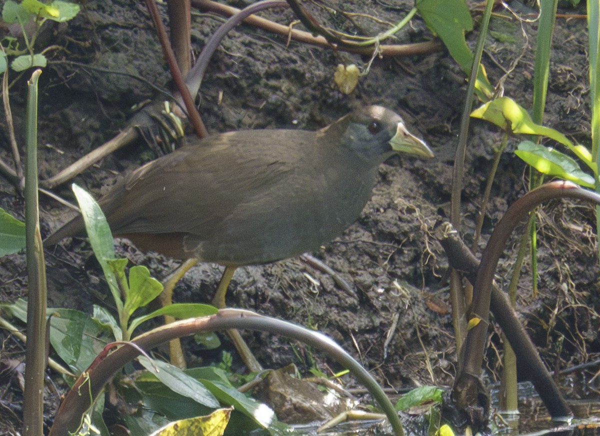 Pale-vented Bush-hen - ML623421597