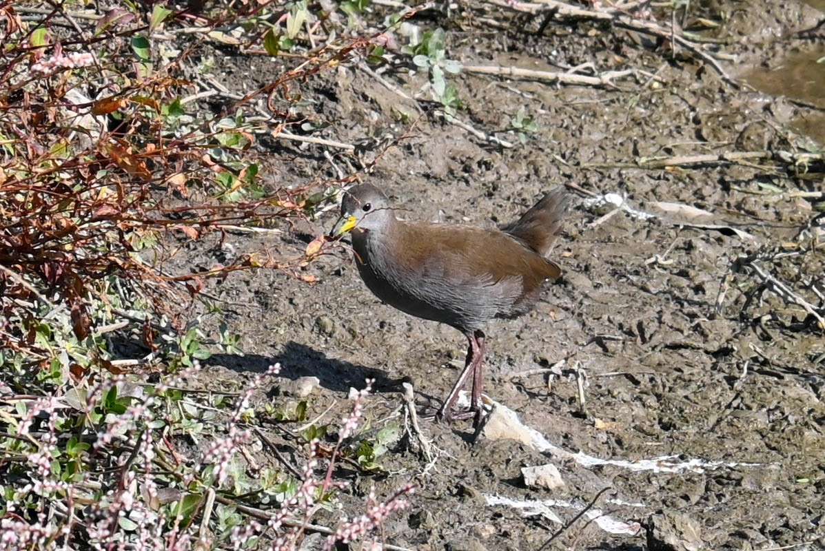 Brown Crake - ML623421602