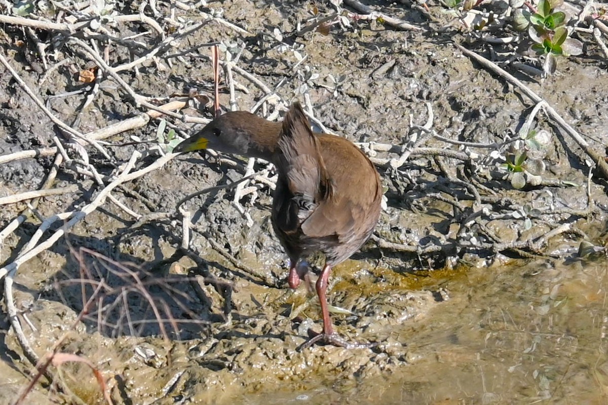 Brown Crake - ML623421603