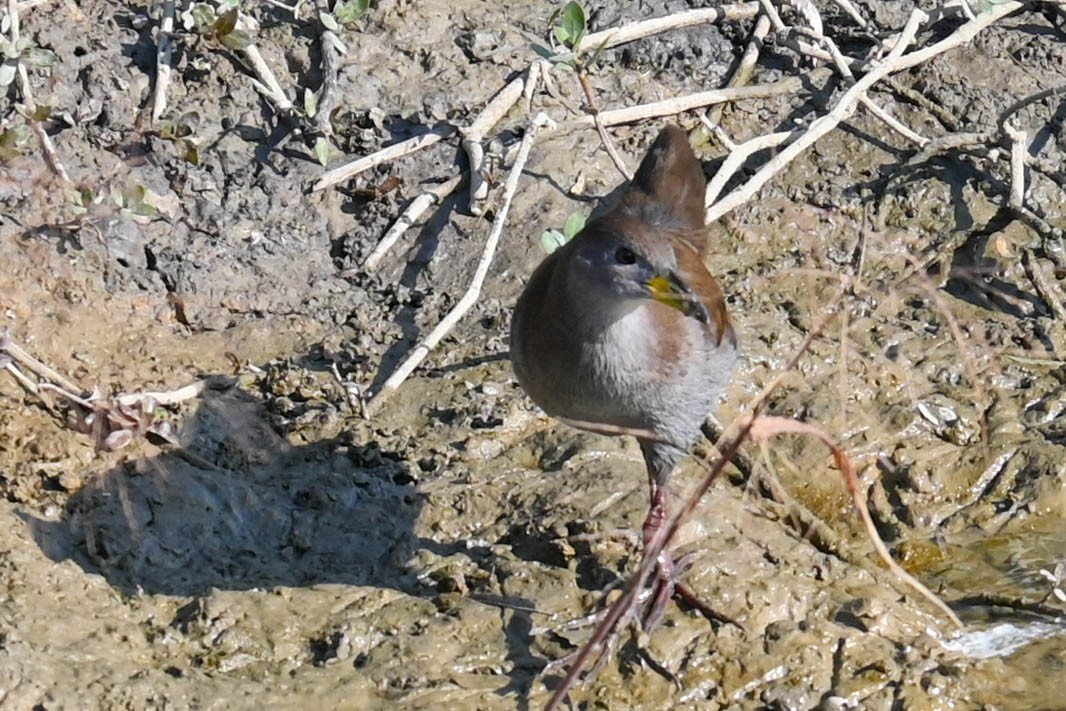 Brown Crake - ML623421604