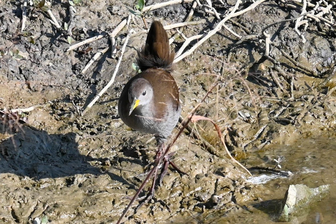 Brown Crake - ML623421605