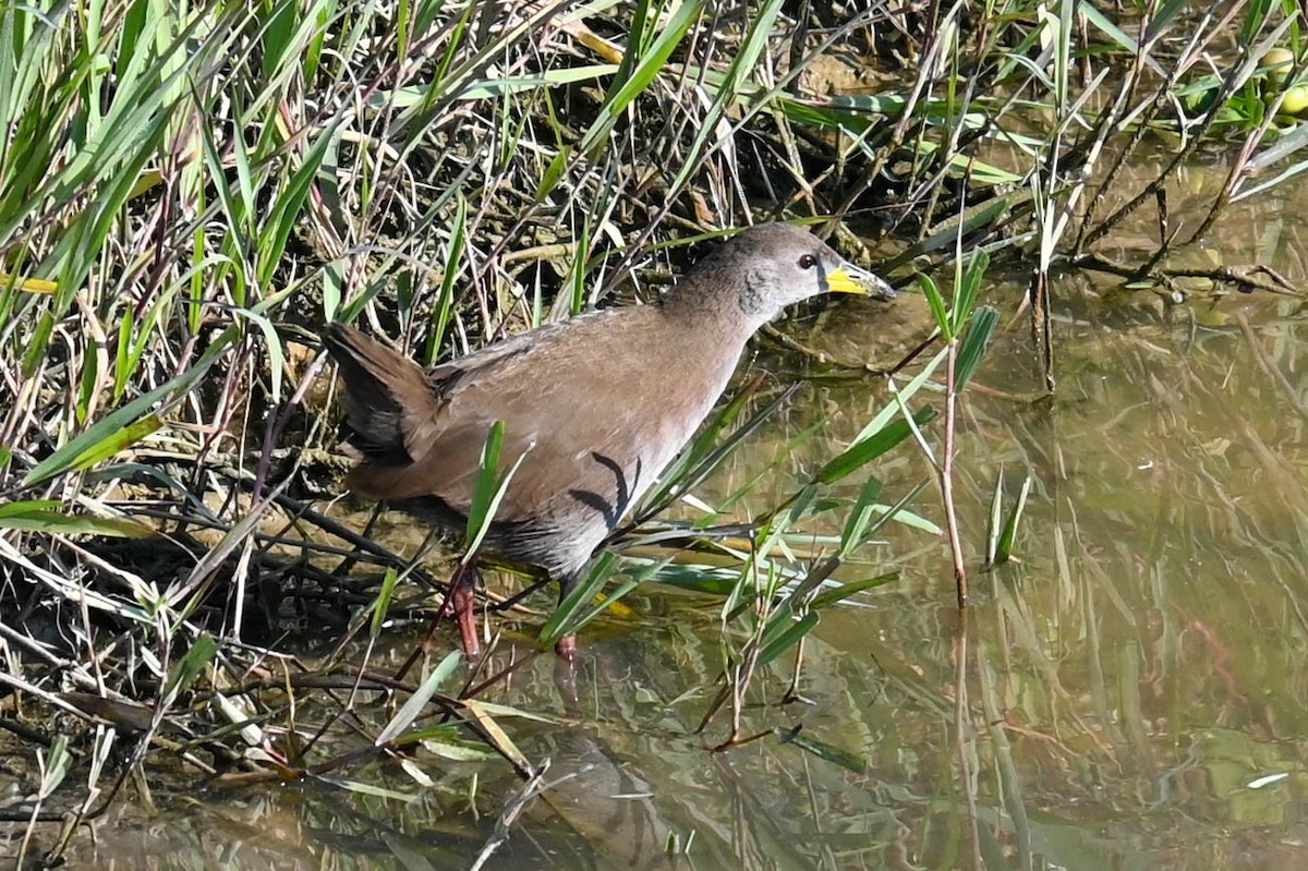 Brown Crake - ML623421606