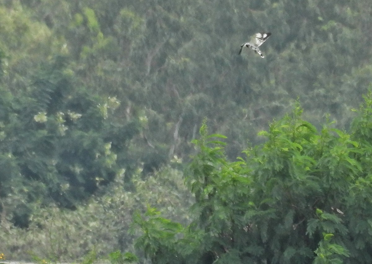 Pied Kingfisher - ML623421620