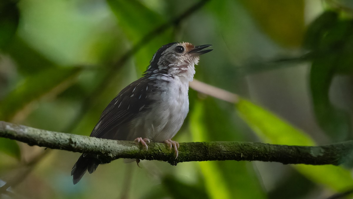 Striped Wren-Babbler - ML623421623