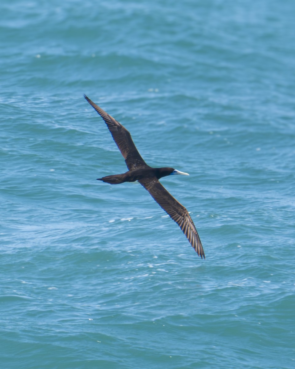 Brown Booby - ML623421639