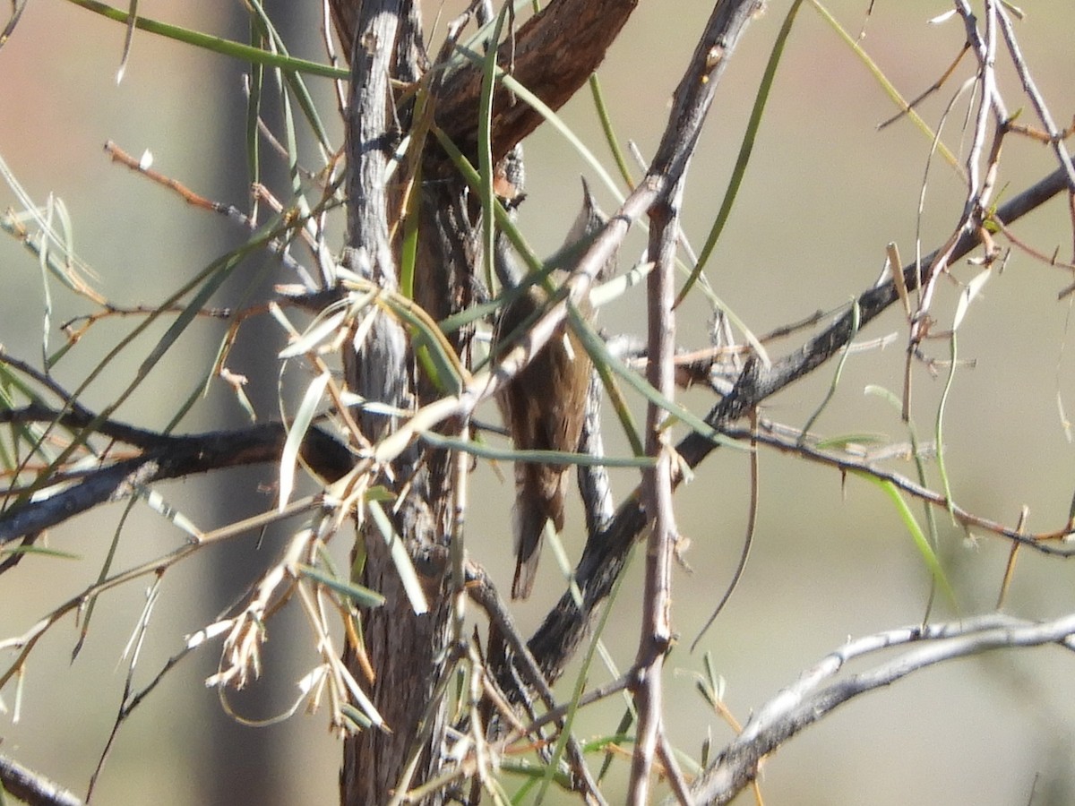 White-browed Treecreeper - ML623421646