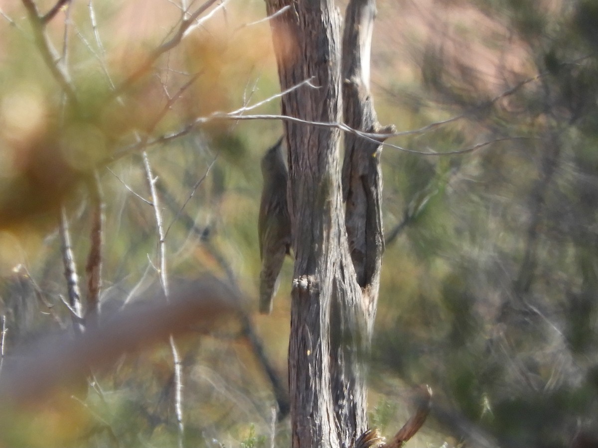 White-browed Treecreeper - ML623421647