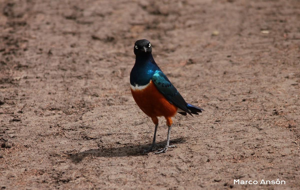 Superb Starling - ML623421701