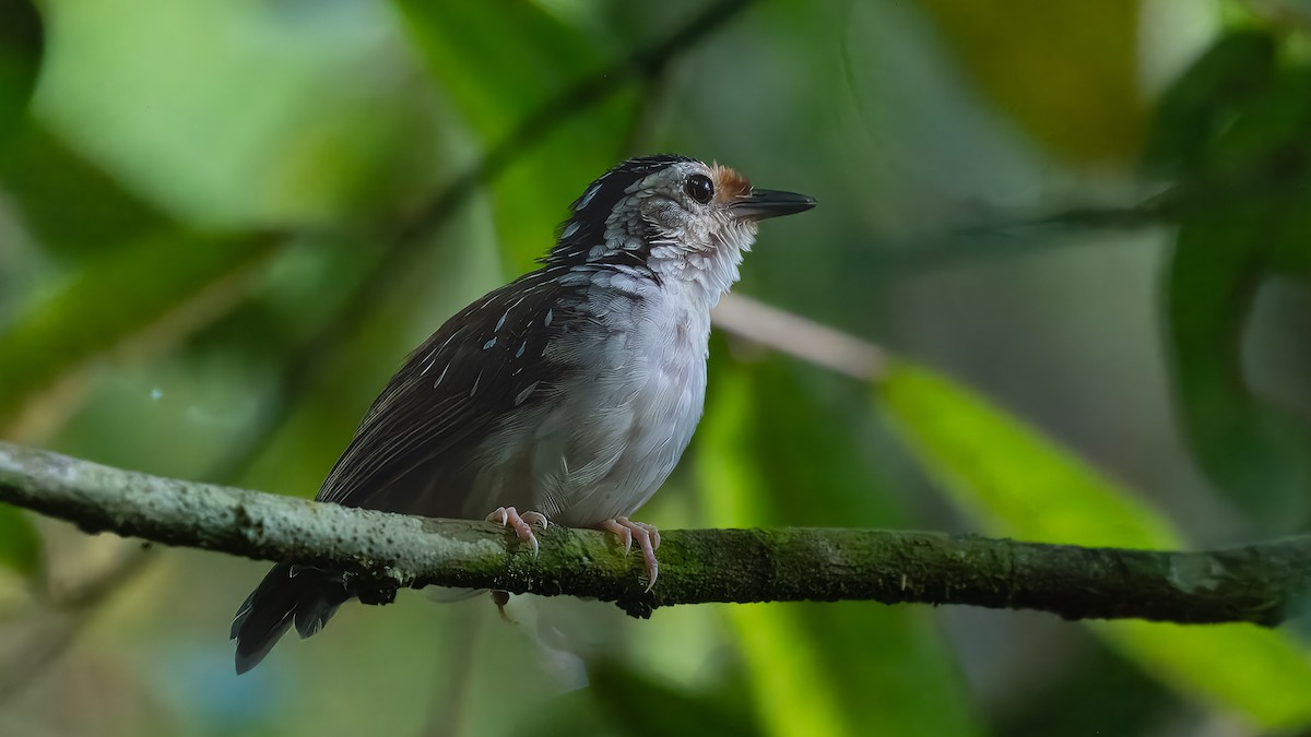 Striped Wren-Babbler - ML623421708