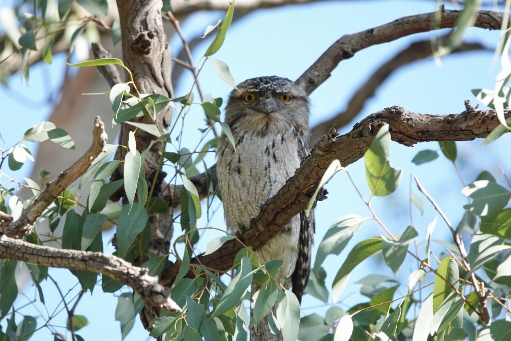 Tawny Frogmouth - ML623421767