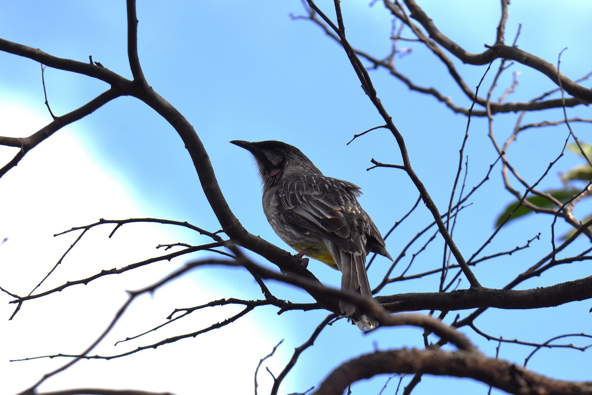 Red Wattlebird - ML623421774