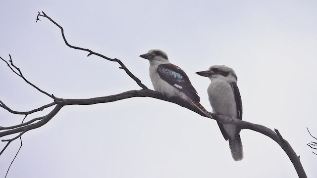 Laughing Kookaburra - ML623421775