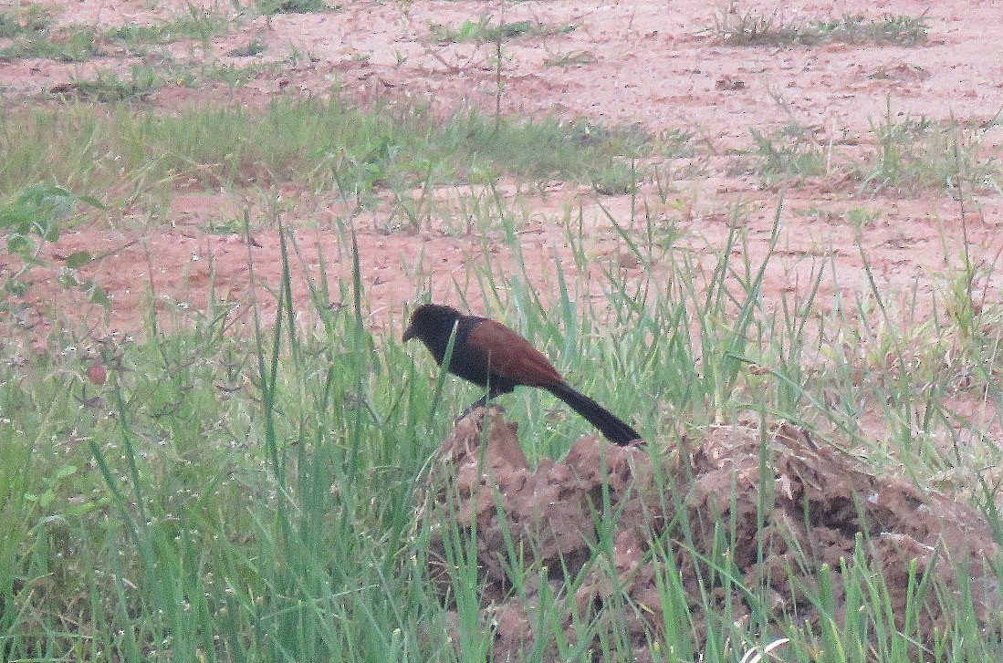 Greater Coucal - Deepa Mohan