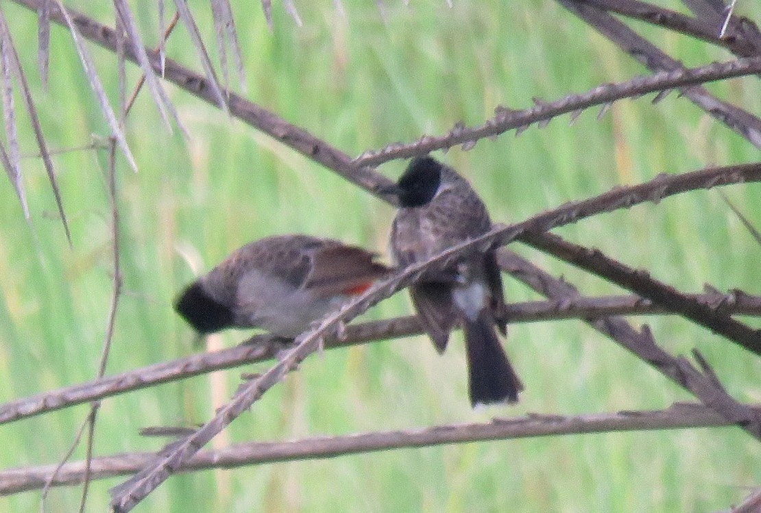 Bulbul à ventre rouge - ML623421784