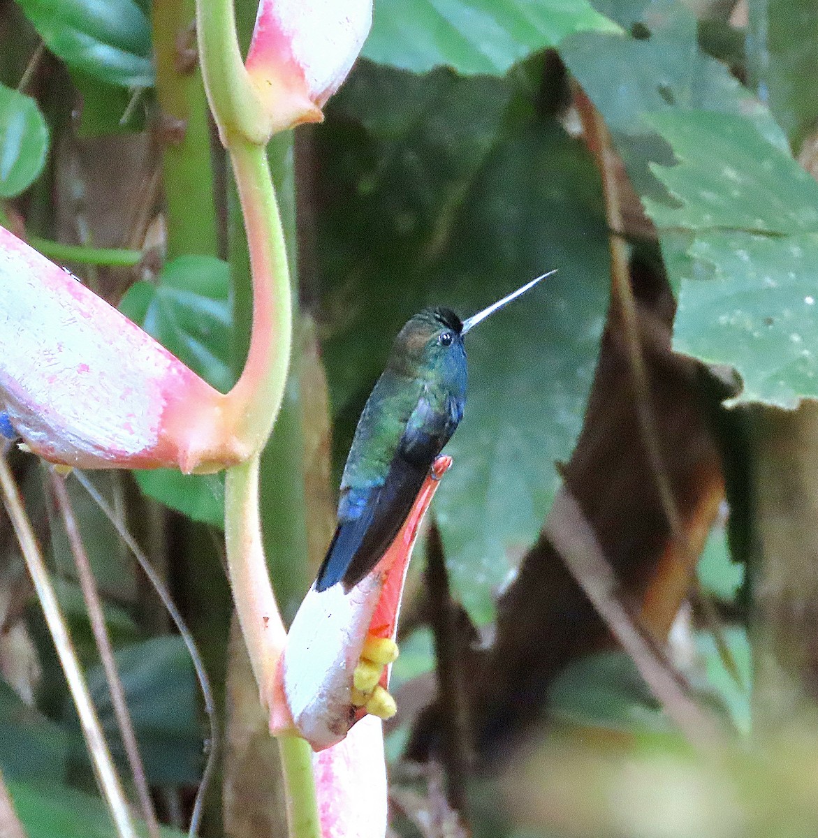 Blue-fronted Lancebill - Kathy Hart