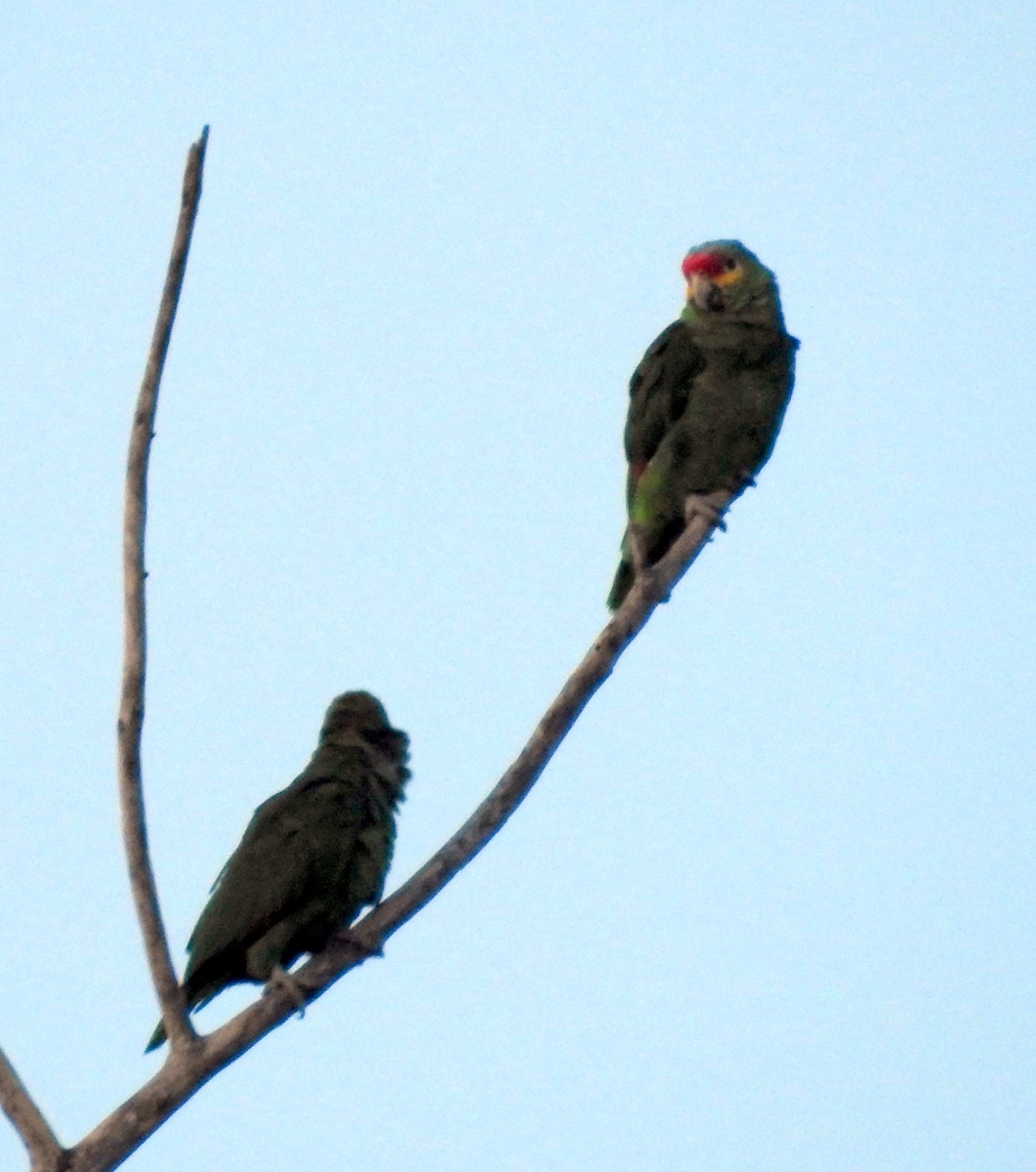 Red-lored Parrot - ML623421814